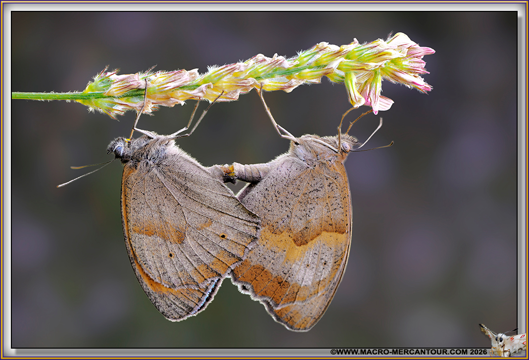 MYRTILS